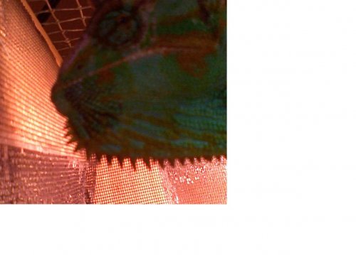 pedro black skin.JPG