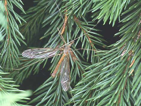cranefly.jpg