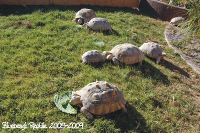 Sulcata2.jpg