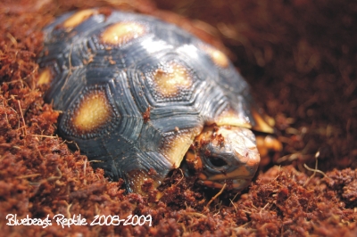 CherryheadC400x266.jpg