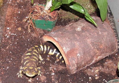 Sally Mander closeup2.jpg