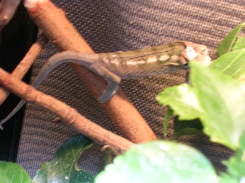 Evo in Basking spot.JPG