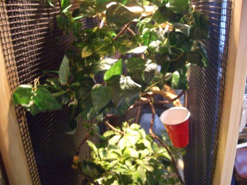 Jungle zone.jpg Jungle zone.jpg