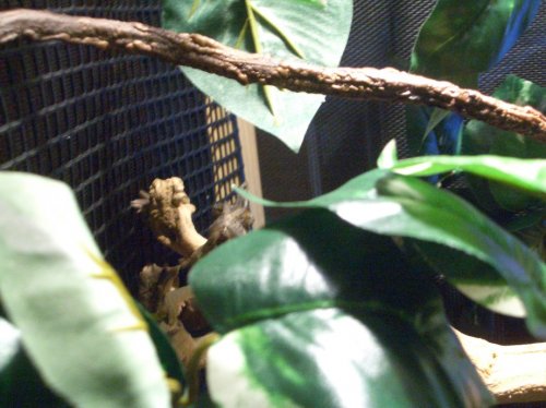 Morken Roaming his new diggs.jpg