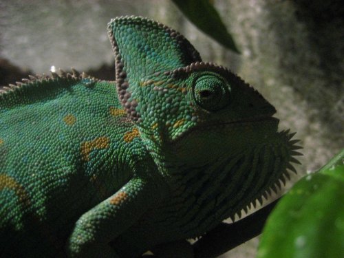 Sjuk melonia 001.jpg