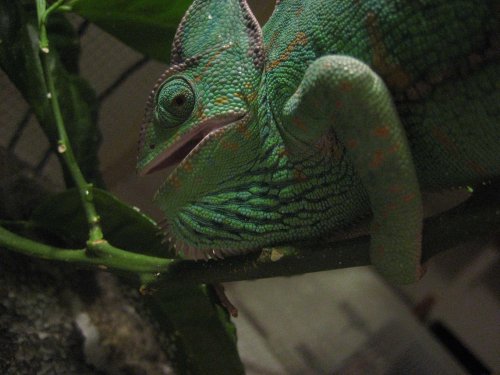 Sjuk melonia 004.jpg