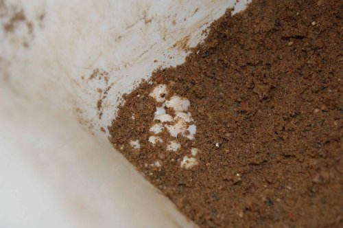 Äggläggning 101108 och Bönsyrsor 101108 001.jpg