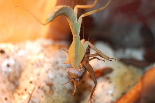 Äggläggning 101108 och Bönsyrsor 101108 015.jpg