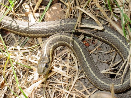 snake.jpg