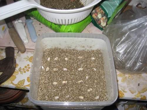 Äggläggning 101108 och Bönsyrsor 101108 035.jpg