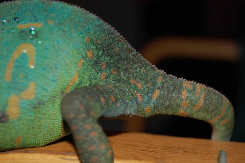 Terrarierummet 016.jpg