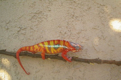 100_2704 male ambi.jpg