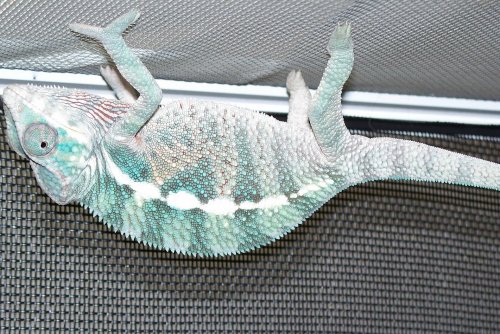 100_0793cropped.jpg