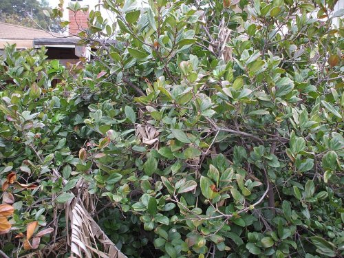 What I saw first.jpg