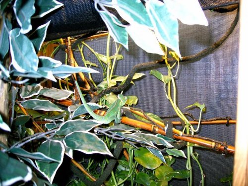 newest cham pic low res.JPG