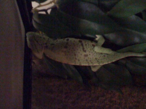 lizard 002.jpg