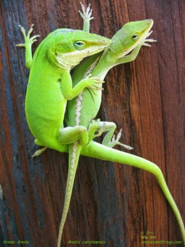 mating anoles 060906 1r.jpg