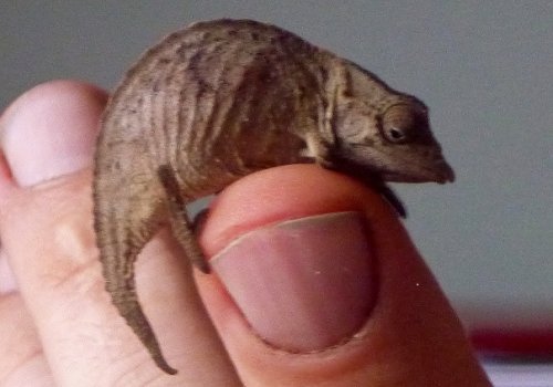 close up pyg web.jpg