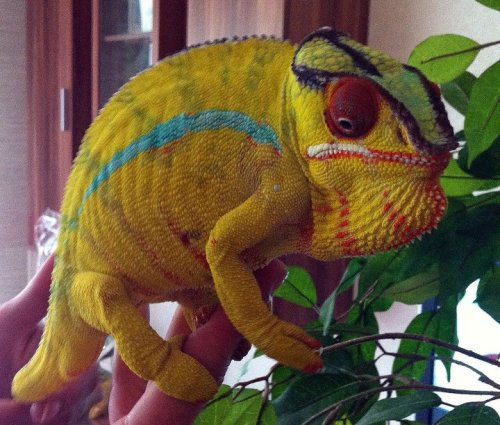 283116_167514896652225_161280070609041_332230_2376519_n (1).jpg