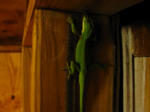 IMG_1352.jpg