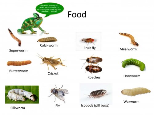 senior project again._Page_05.jpg