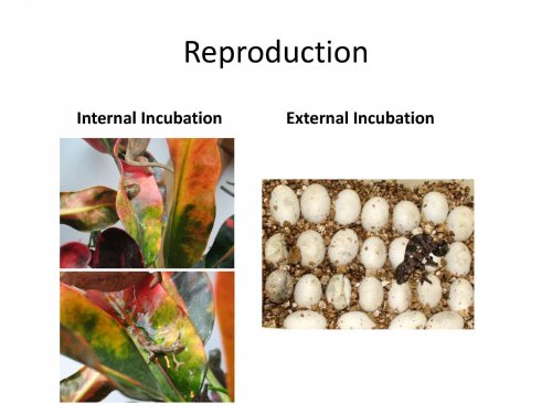 senior project again._Page_07.jpg