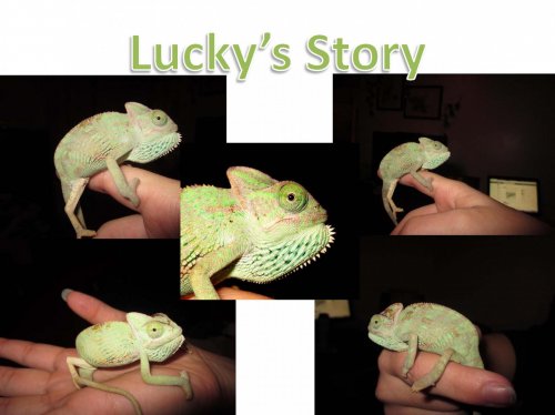 senior project again._Page_09.jpg