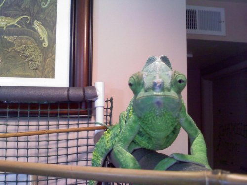 Barney boy.jpg