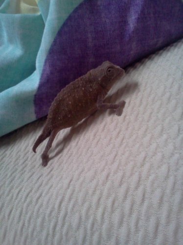 IMG119.jpg