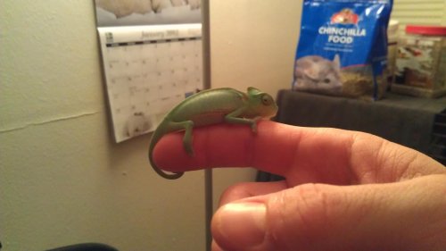 IMAG0245.jpg