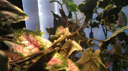 IMAG0247.jpg