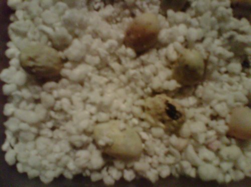 IMG00689-20120503-1934.jpg