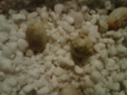 IMG00688-20120503-1934.jpg