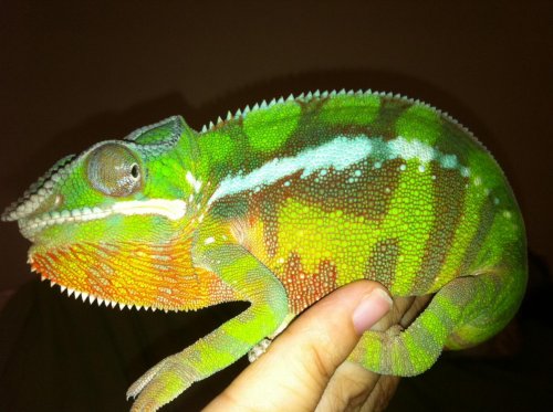 pascal6.jpg