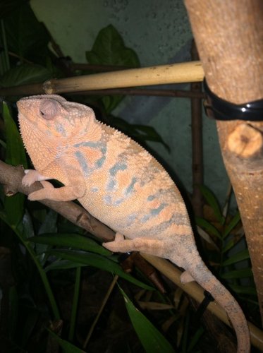 Receptive Nosy Be.jpg