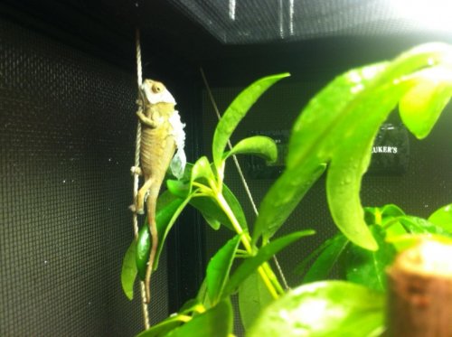 Hanging out shedding.jpg