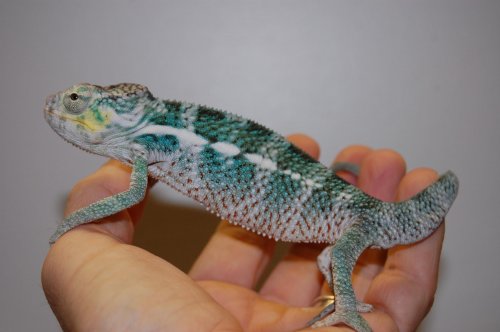 Final Faly male and Banja female 001.jpg