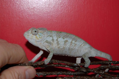 Final Faly male and Banja female 004.jpg