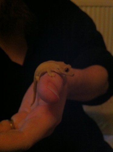 ickle.jpg