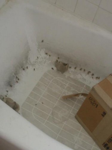 crickets.jpg