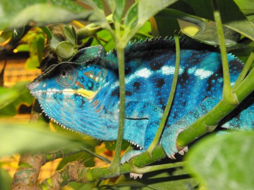 more lizards 1039.jpg