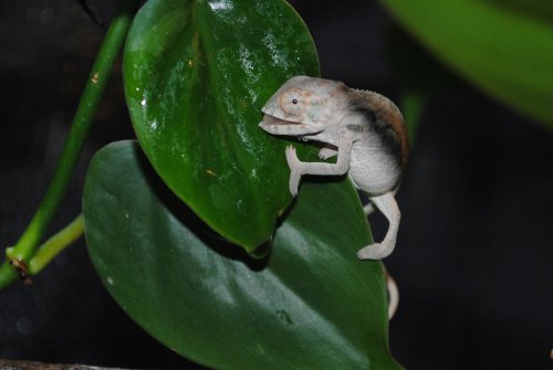 DSC_0810.jpg