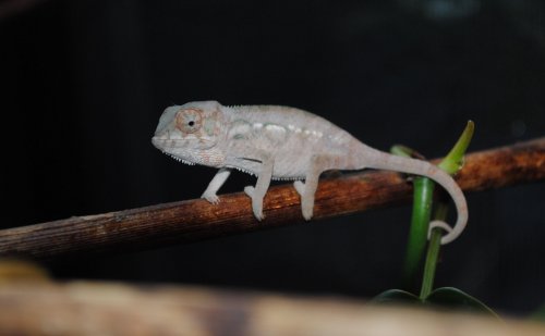DSC_0817.jpg