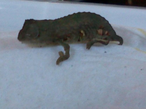 IMG191.jpg