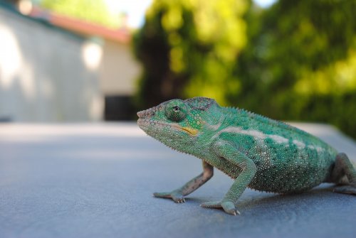 DSC_0838.jpg