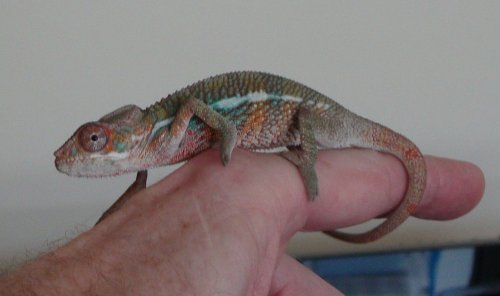 4mo_colors.jpg