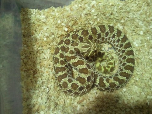 hognose male.jpg