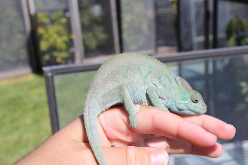 female nosy be 009.JPG