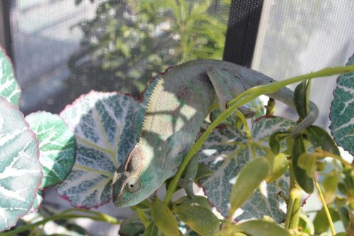 female nosy be 008.jpg