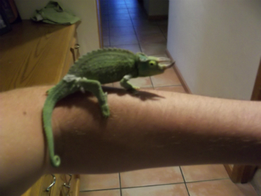 Tiberius373x280.jpg